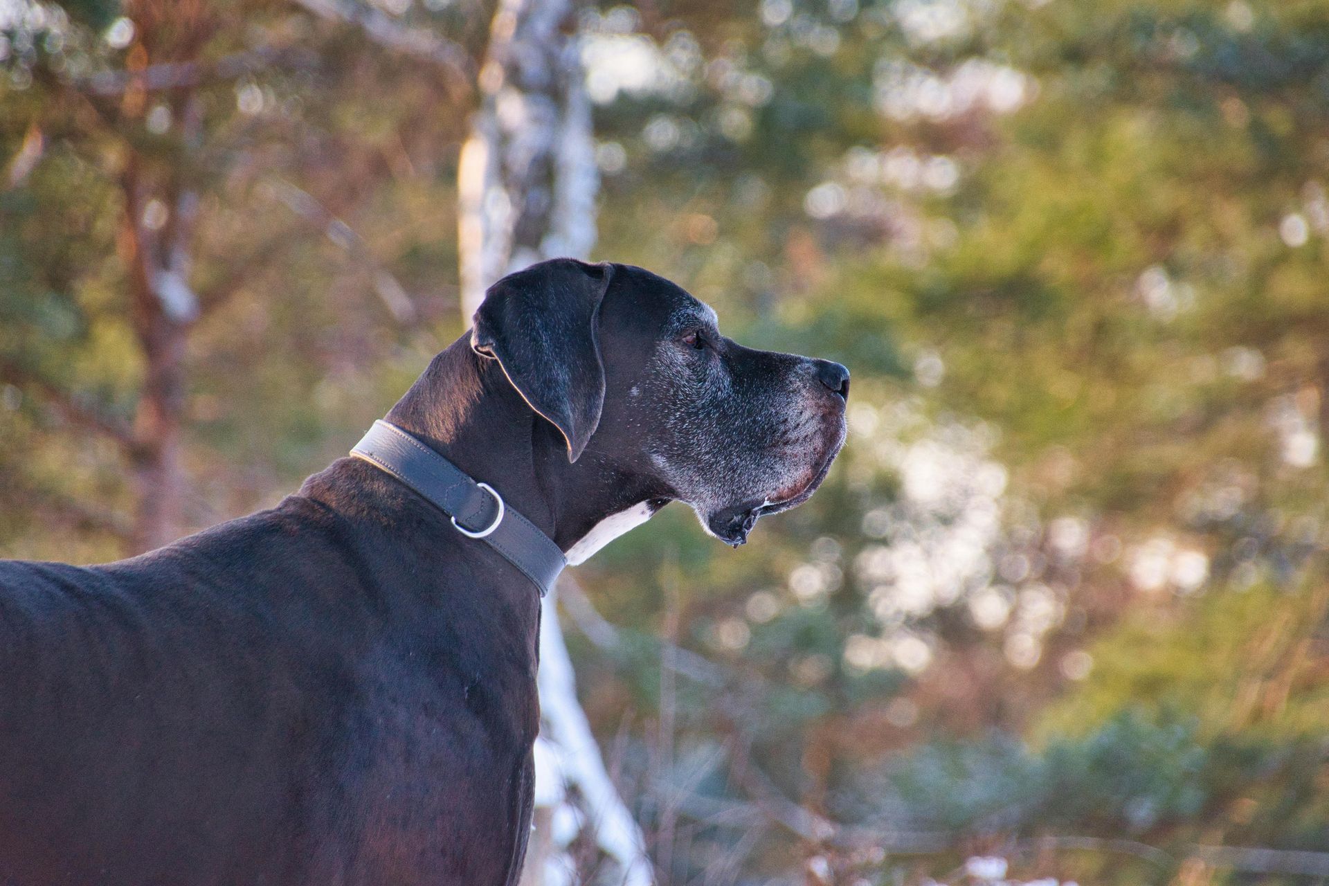 A black Great Dane wearing a grey collar stands in profile against a blurred, sunlit woodland background.