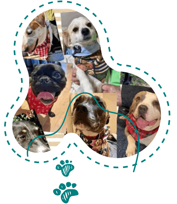 A collage of pictures of dogs in a heart shape