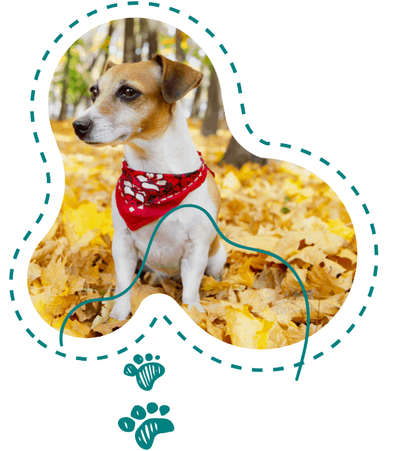 A dog wearing a red bandana is sitting in a pile of leaves.