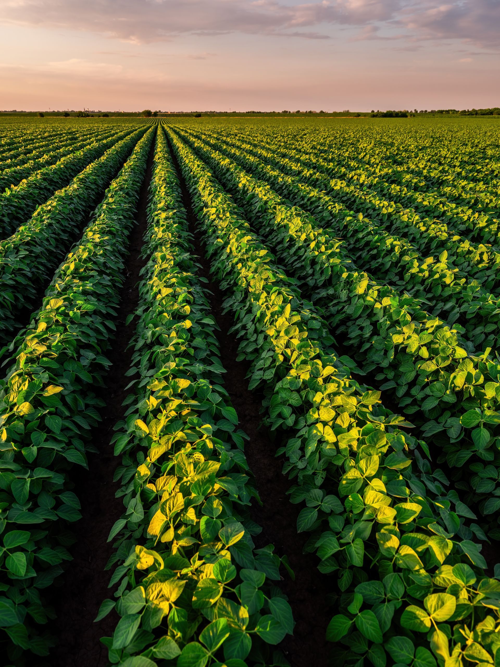 Rows of lush green crops in a field at sunset under a warm orange sky