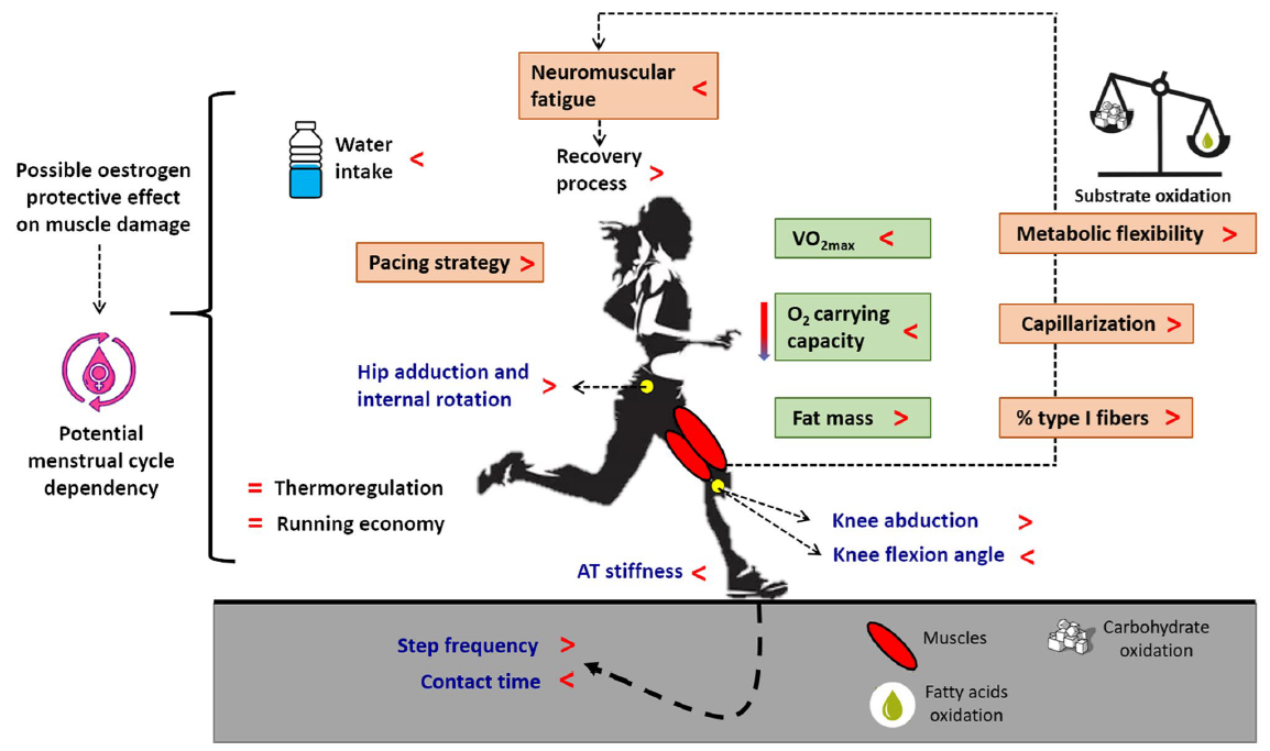 diverse caratteristiche fisiologiche fra uomo e donna nella prestazione di endurance