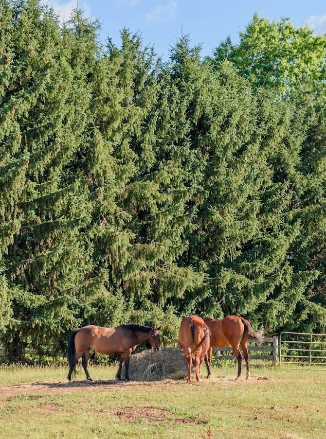 Cute Ponies