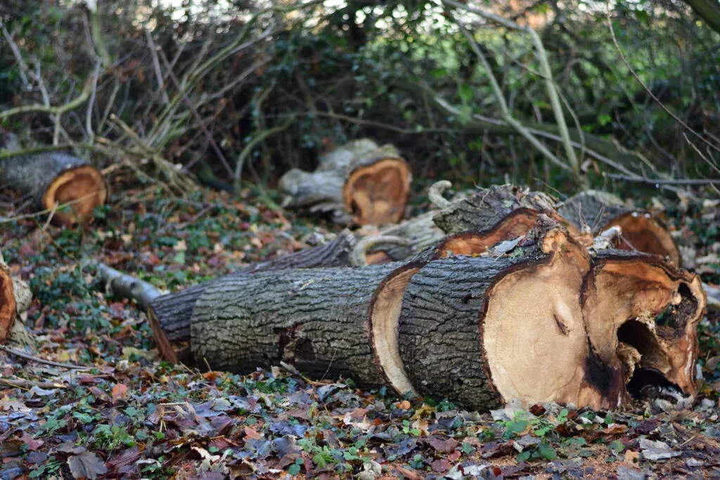 A log is laying on the ground in the woods with mushrooms growing on it.