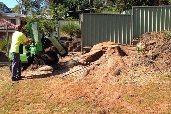 Stump grinding cost boonton