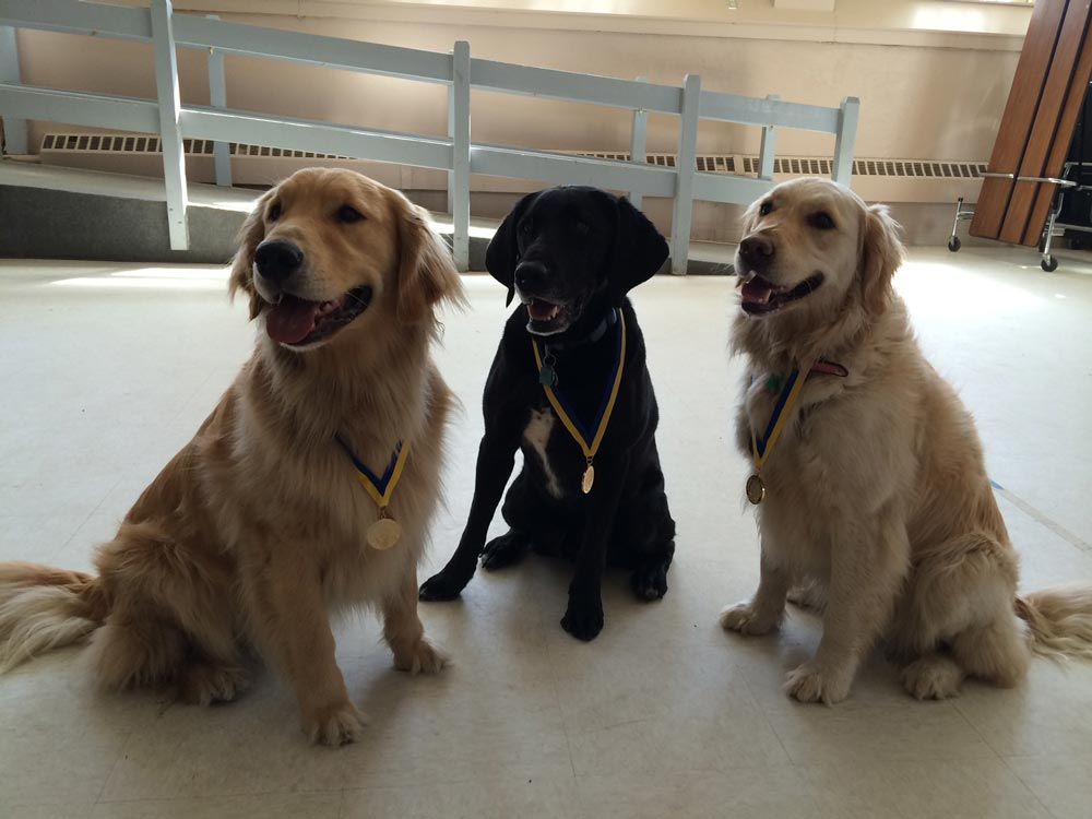 Three golden retrievers sit indoors on a pale floor, wearing ribbons, with a black dog in the center.
