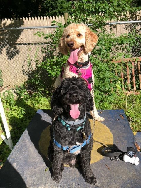 Two dogs sitting outdoors, a black dog in front and a tan dog behind, both wearing harnesses.