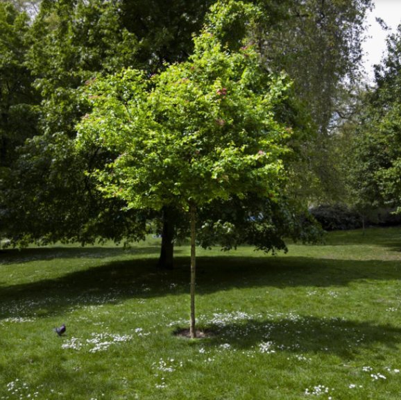 Rancho Cucamonga Tree Care, Trimming & Removal