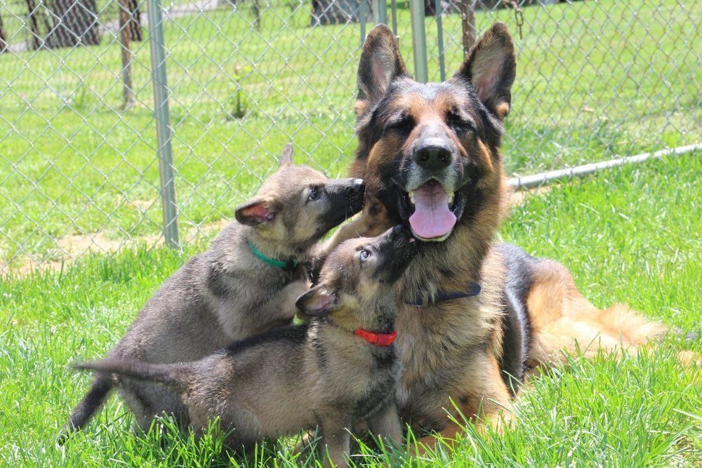 A german shepherd is laying in the grass with two puppies.