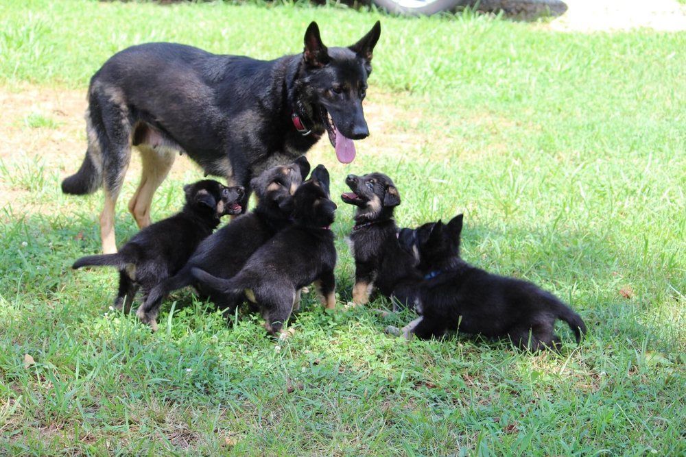A german shepherd and her puppies are playing in the grass.