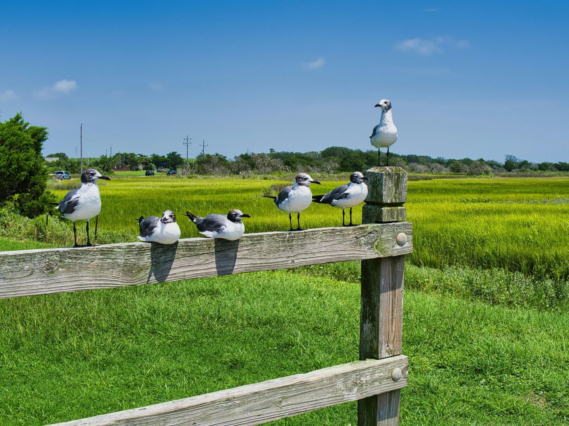 A group of seagulls perched on top of a wooden fence post in a field.