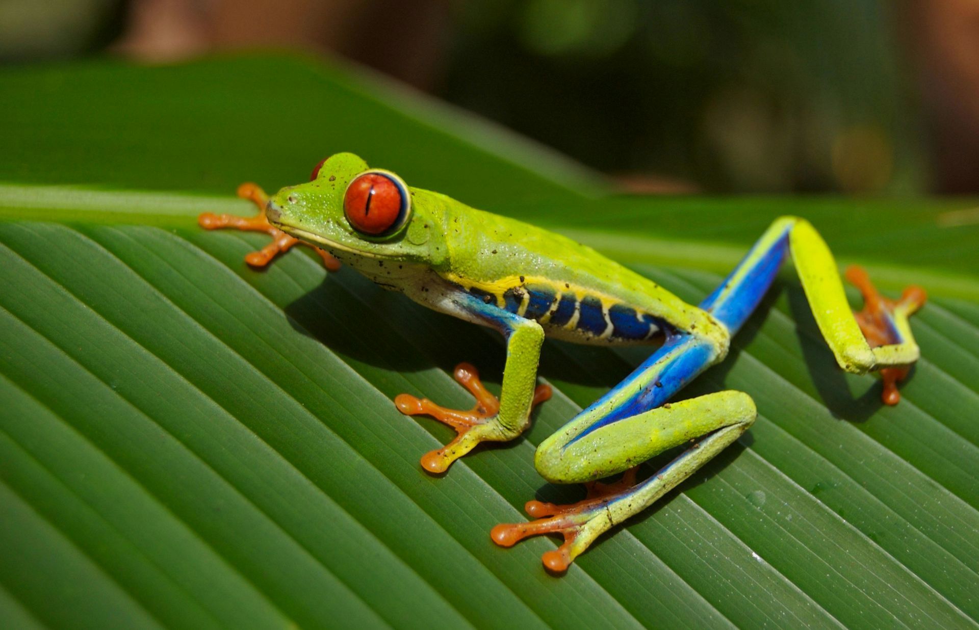 A colorful frog with red eyes is sitting on a green leaf.
