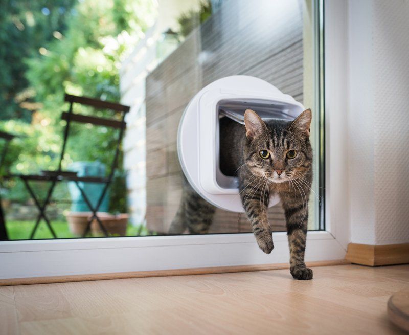 Katze kommt in das Haus herein durch Katzentor