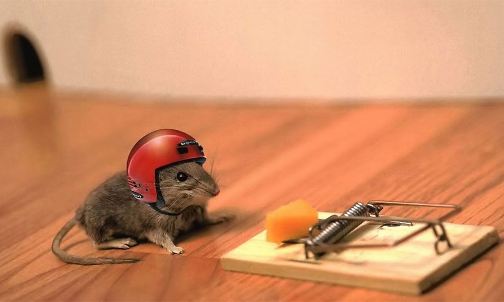 Rodent Check