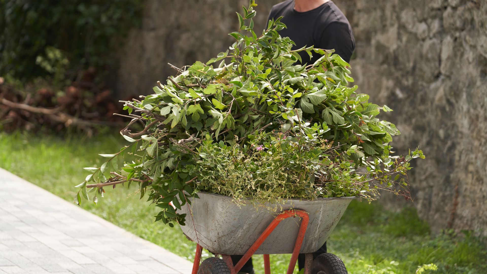 Person pushing a wheelbarrow full of leafy branches in a grassy yard