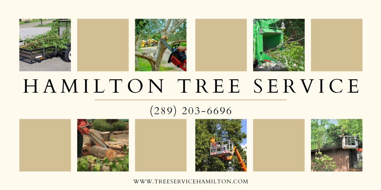 Hamilton Tree Service Tree Service Hamilton Ontario