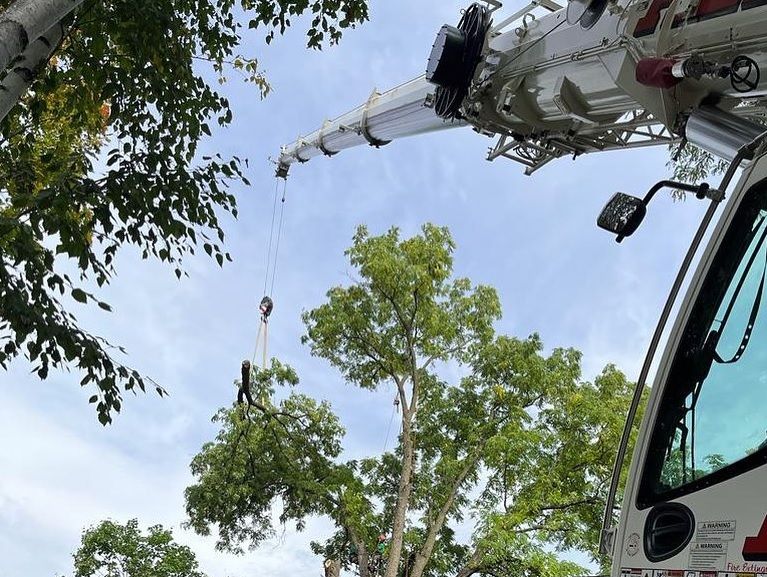 Hamilton Tree Service Tree Service Hamilton Ontario