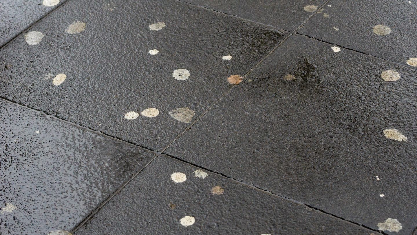 Dark, textured pavement with several dried pieces of chewed gum stuck to it.