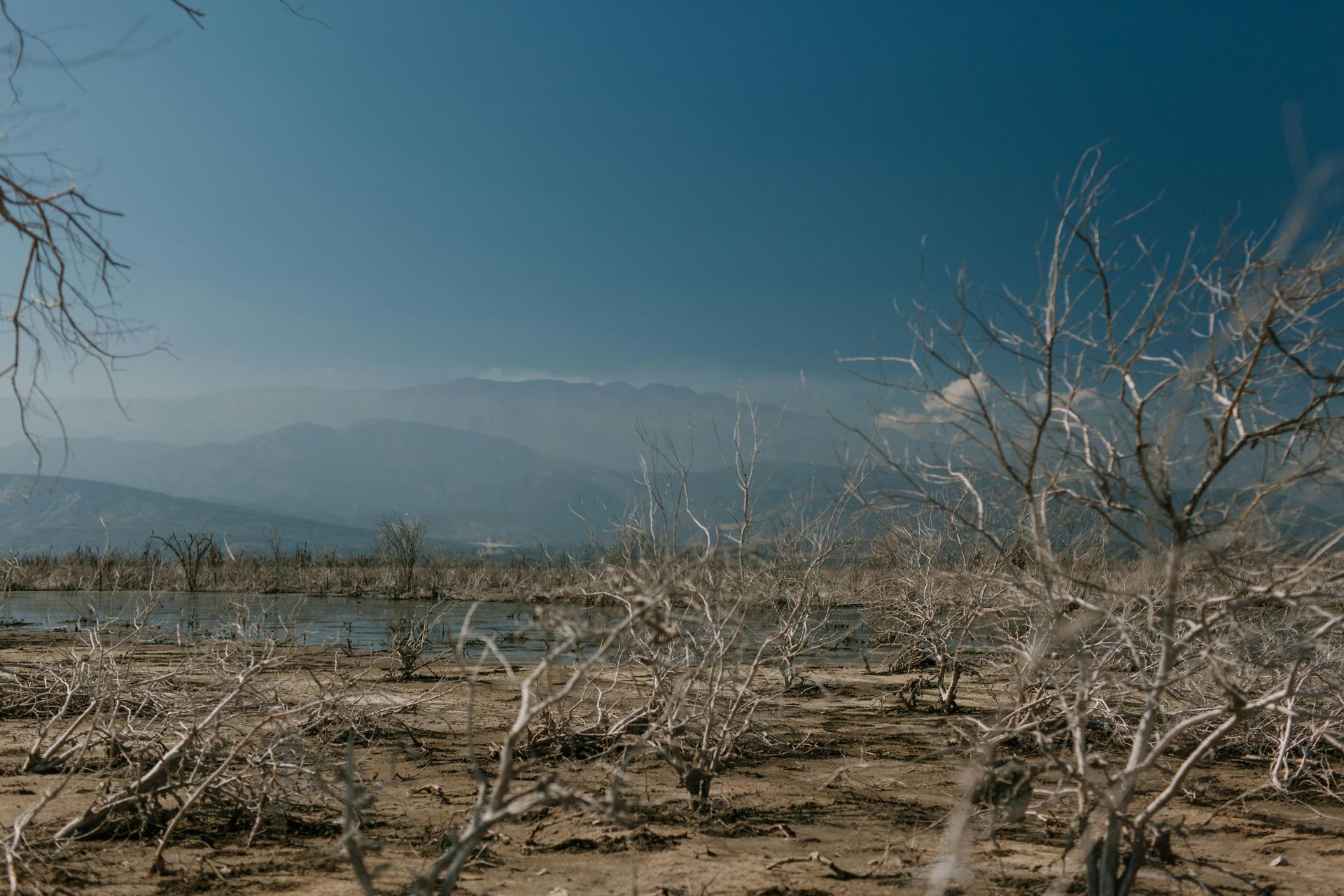 Barren landscape with dry, white trees, mountains in the hazy distance under a blue sky.