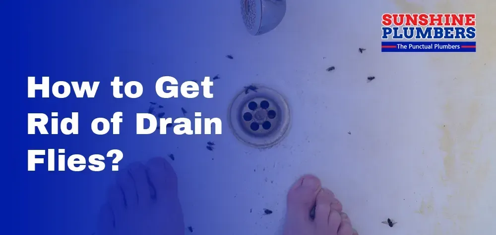How to Get Rid of Drain Flies? Effective Solutions