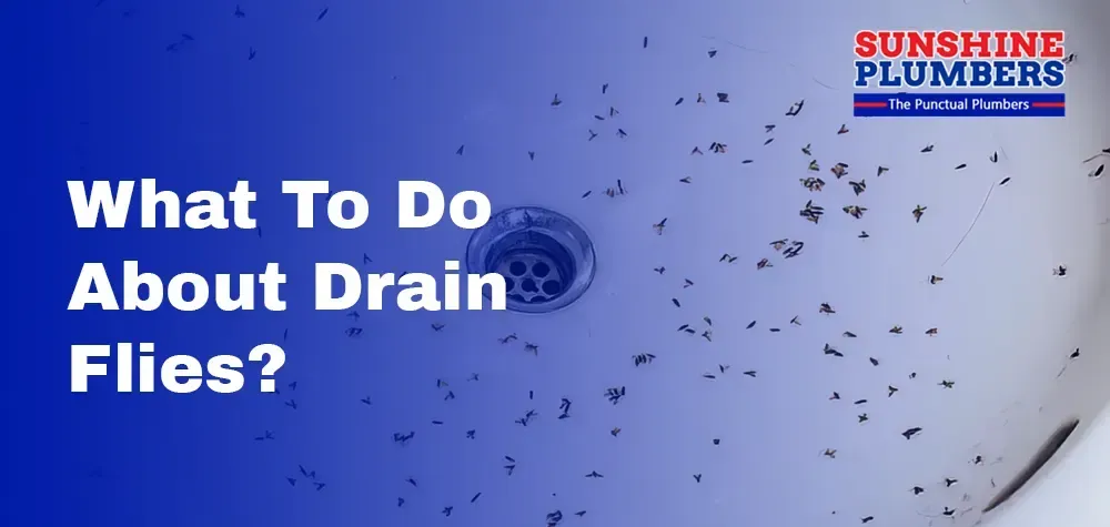 What To Do About Drain Flies?