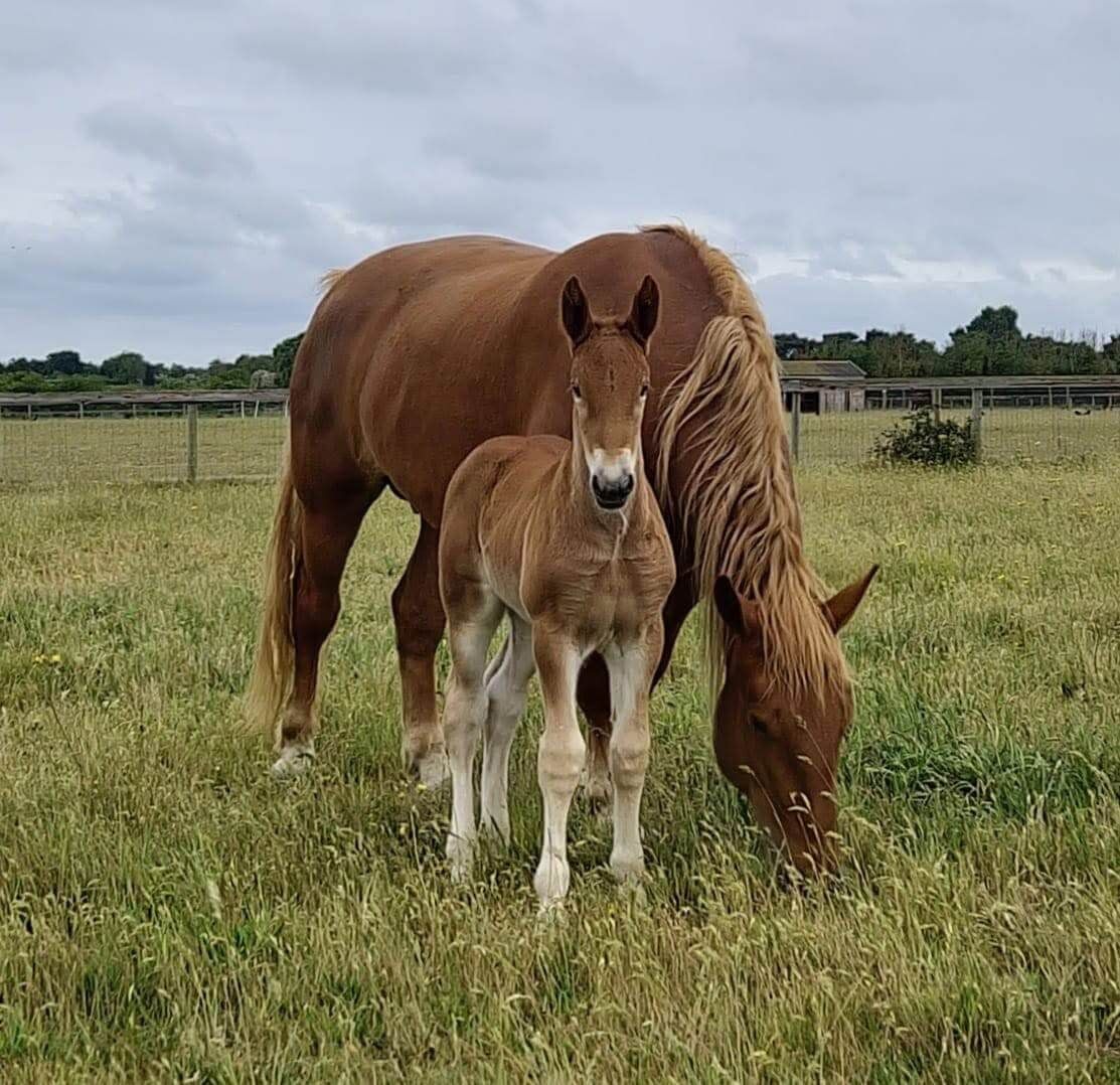 A new foal, Colony Lainey, with her mum Colony Edith, born 9th May 2025 at the Suffolk Punch Trust