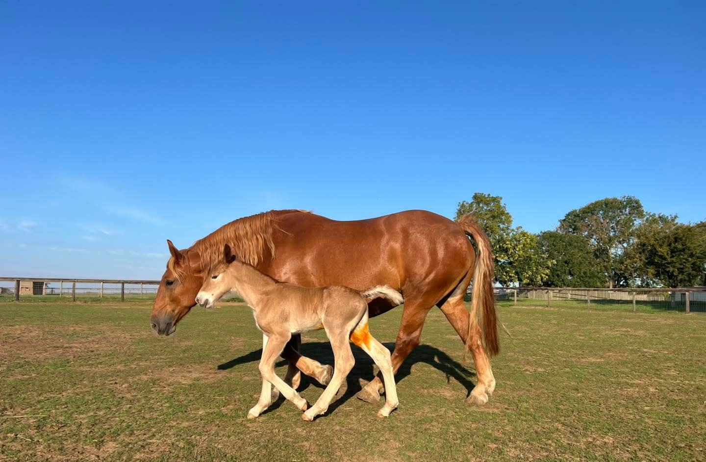 Colony Lynch born in September 2025 at the Suffolk Punch Trust