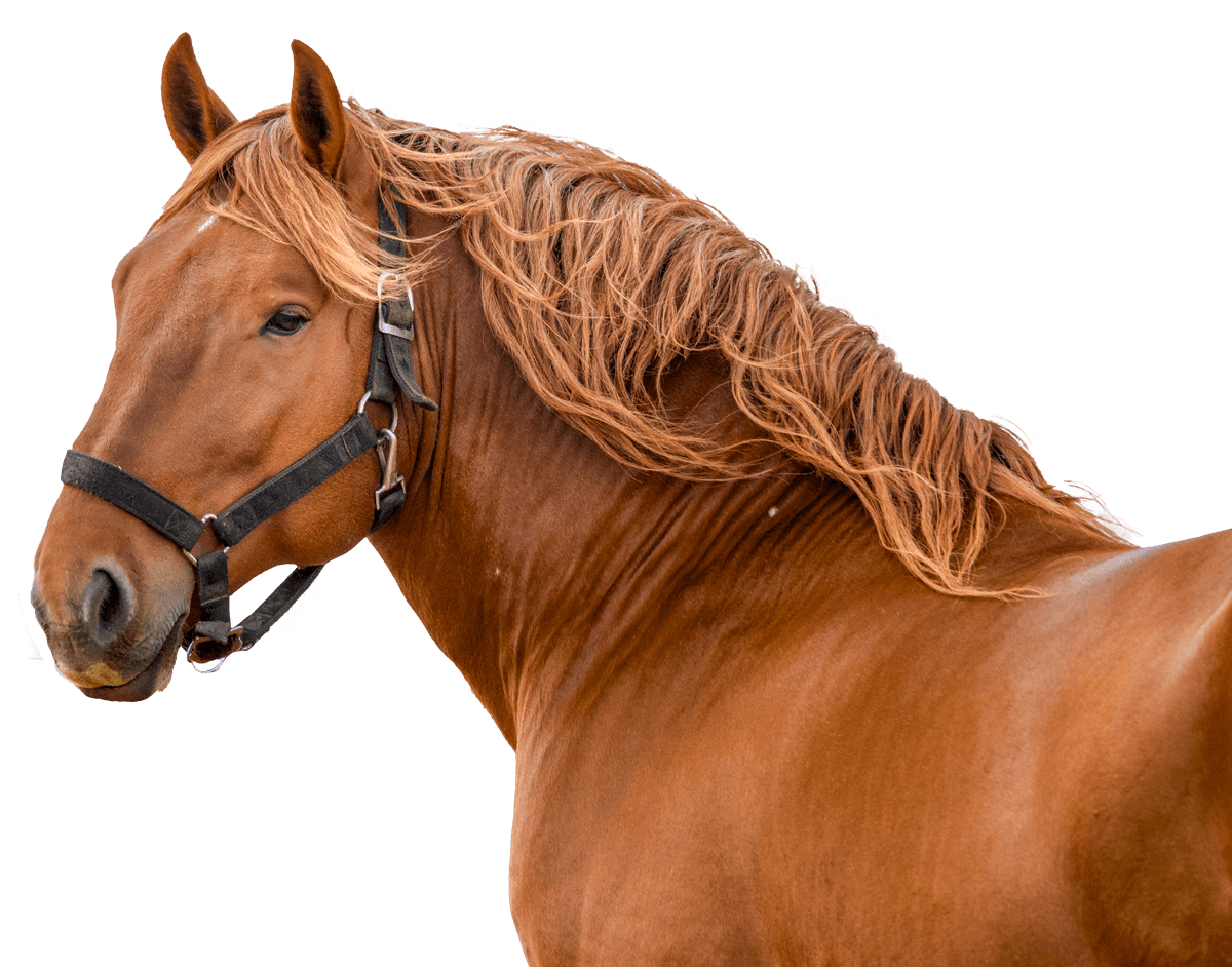 a brown chesnut horse with a black bridle and a long mane, from the Suffolk Punch Trust charity