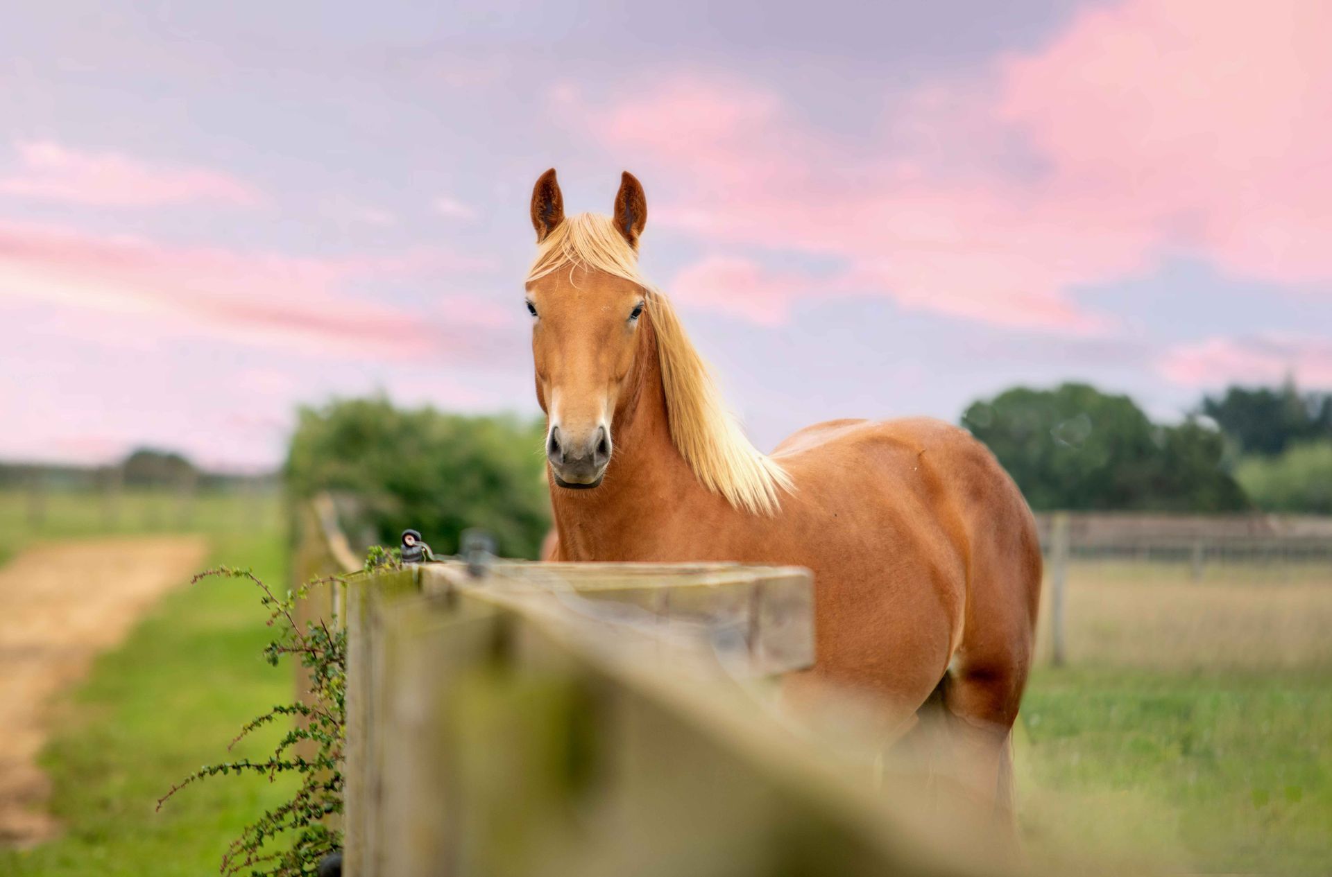 A brown chesnut mare standing next to a wooden fence in a field at the Suffolk Punch Trust charity
