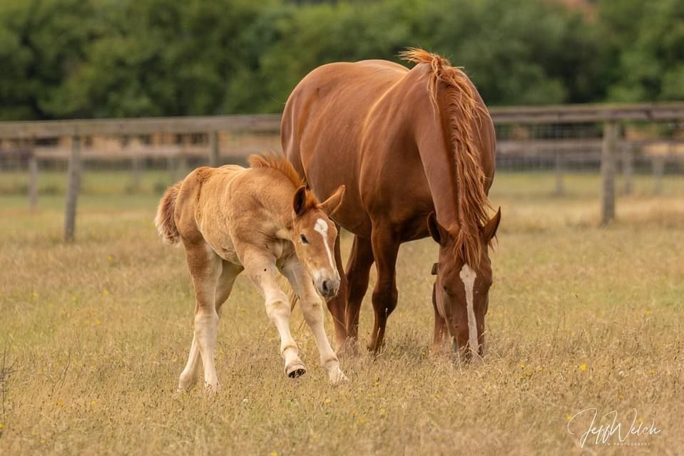 A mother horse and her baby foal are grazing in a field at the Suffolk Punch Trust charity