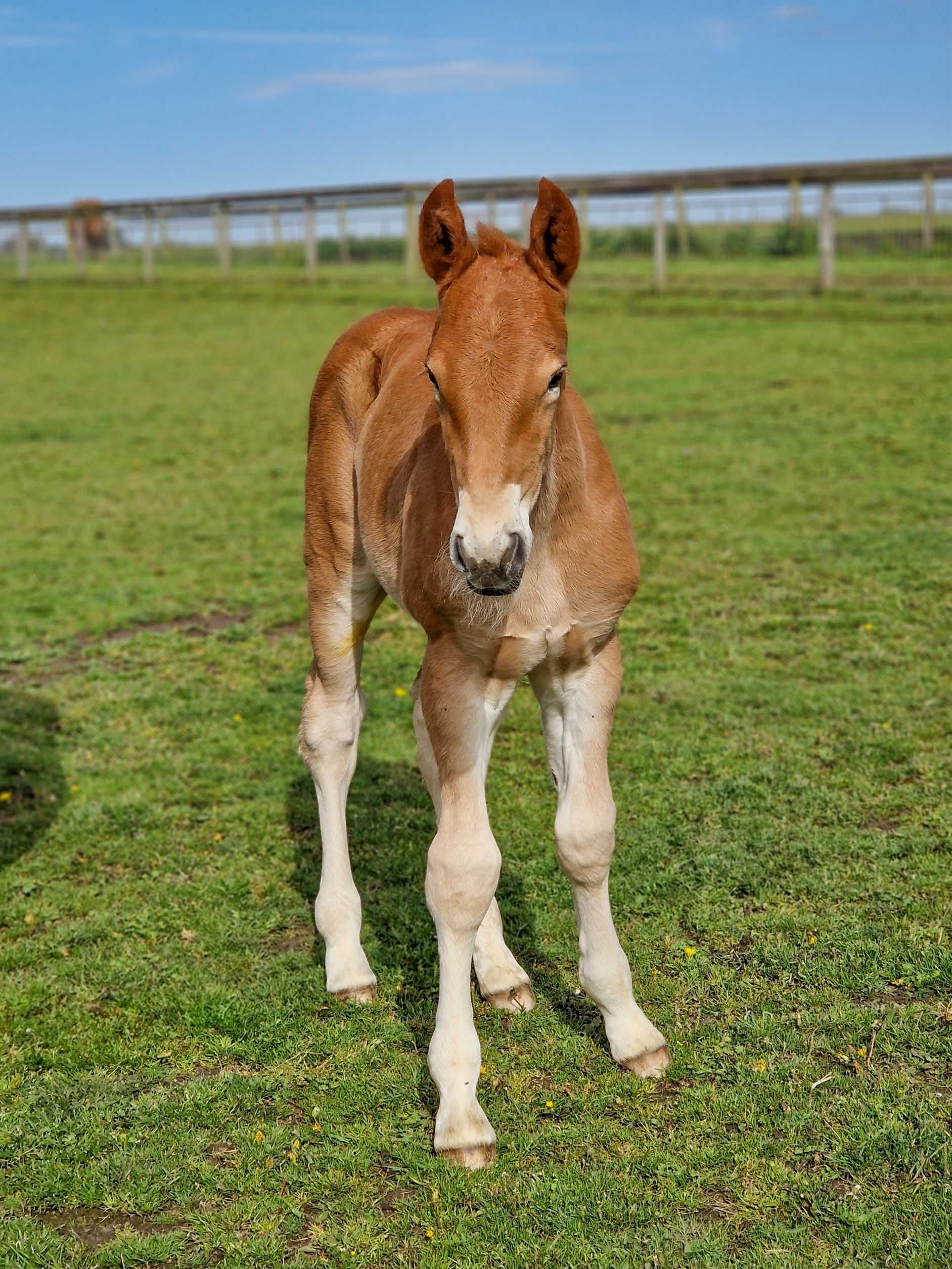 Long legs on a foal at the Suffolk Punch Trust