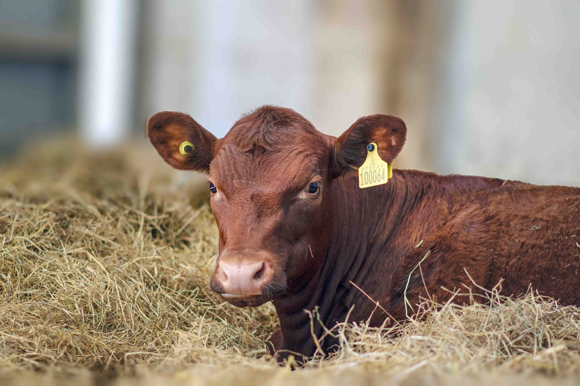 The rare Red Poll Cattle are at the Suffolk Punch Trust