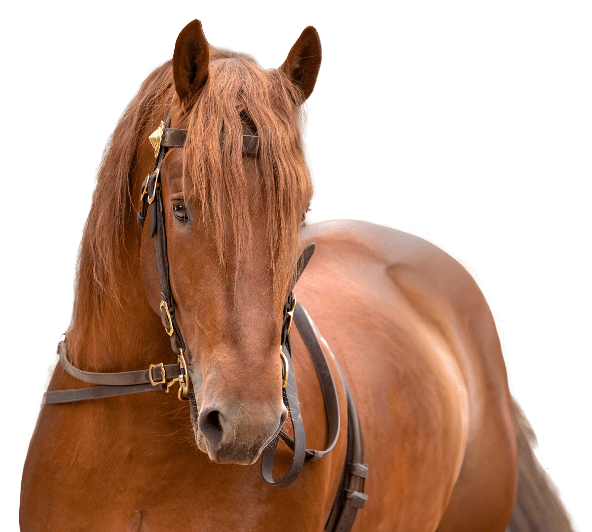 A chesnut horse wearing a bridle looking at the camera, from the Suffolk Punch Trust charity