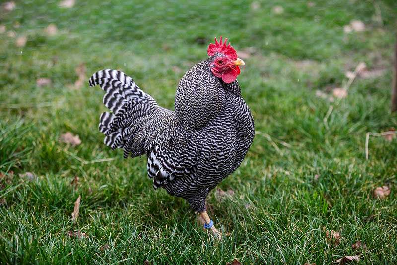 The rare black and white chicken, the Chequered Bantum is at the Suffolk Punch Trust