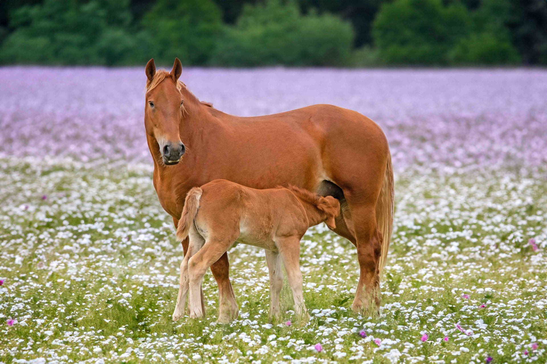 A picturesque mother mare and baby foal in a paddock with distant purple flowers at the Suffolk Punch Trust