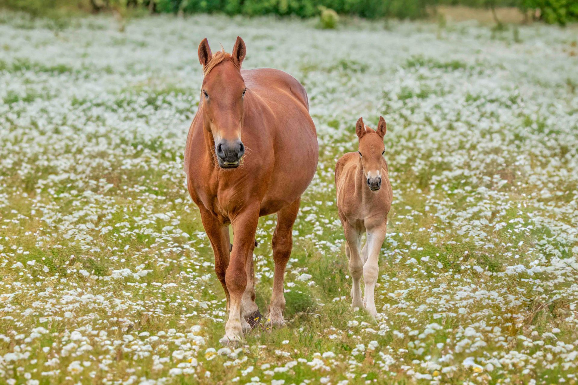 A mother and baby horse at the Suffolk Punch Trust