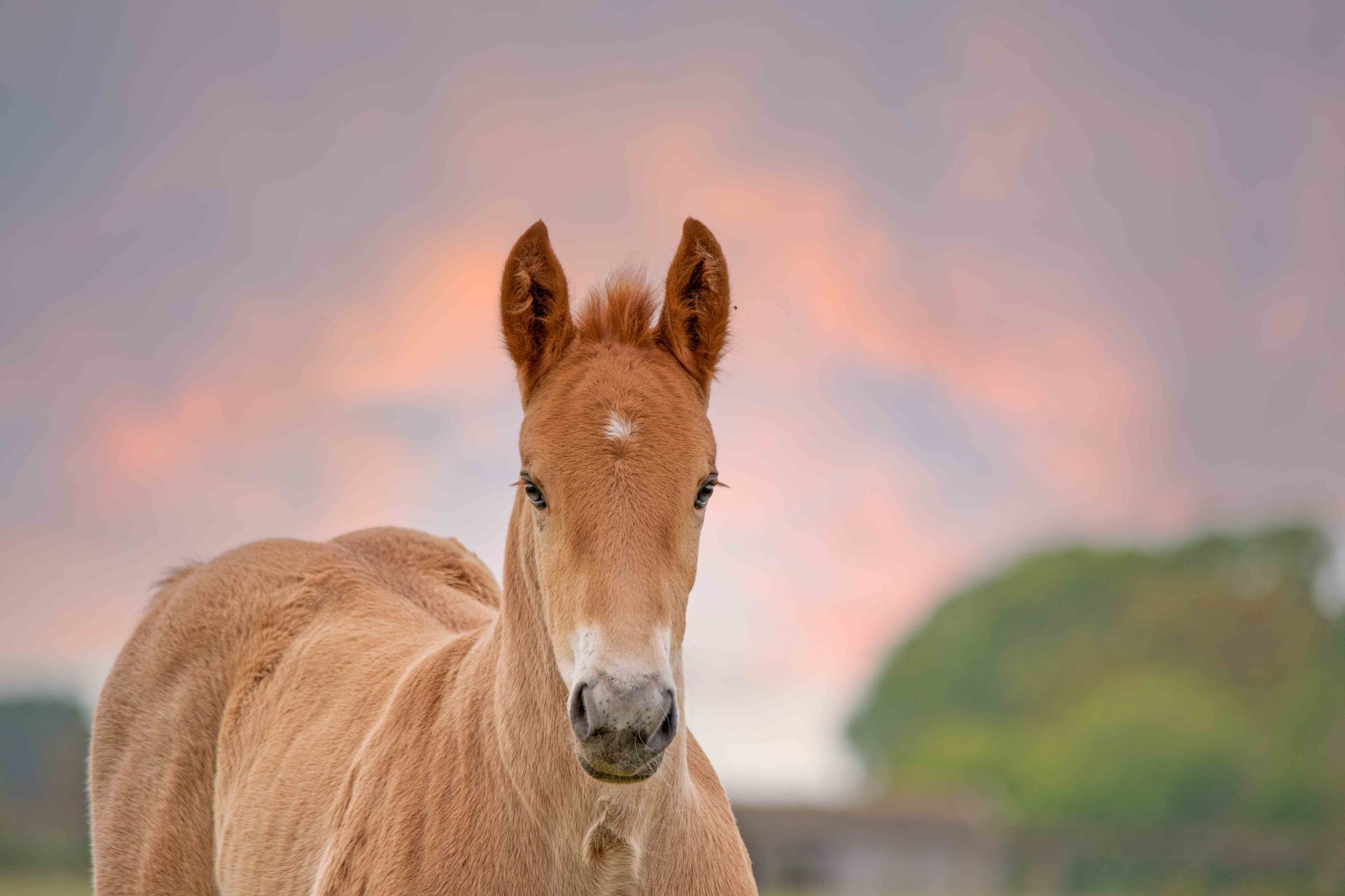 Sunset with a foal at the Suffolk Punch Trust