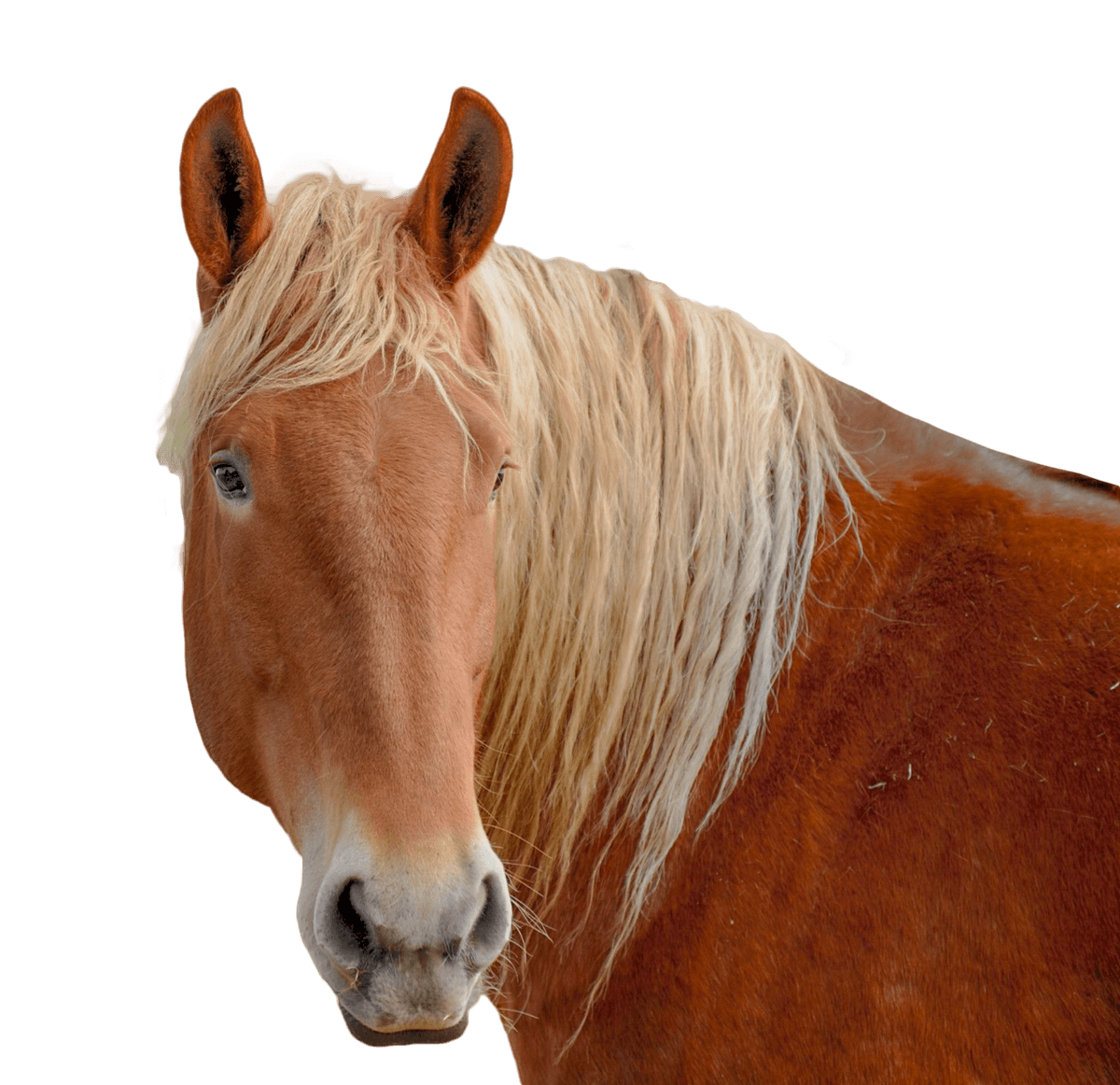 A brown chesnut horse with a white mane looks at the camera, from the Suffolk Punch Trust charity
