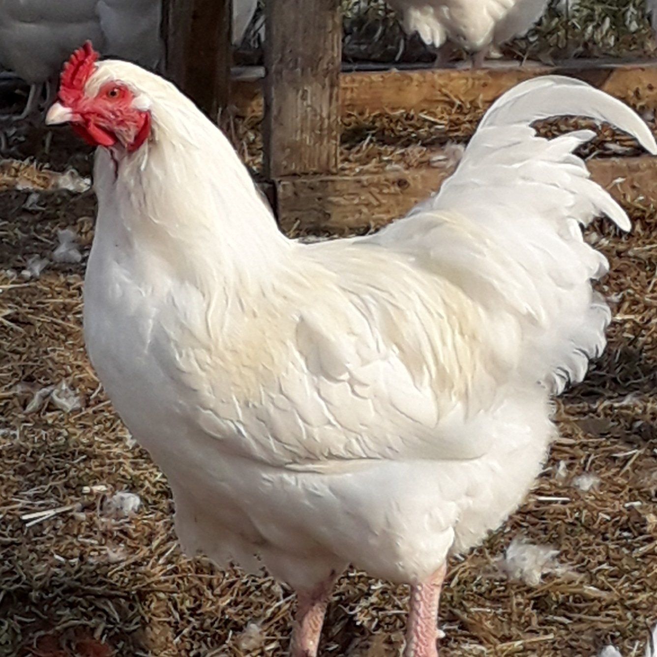 Rare Ixworth Chickens are at the Suffolk Punch Trust