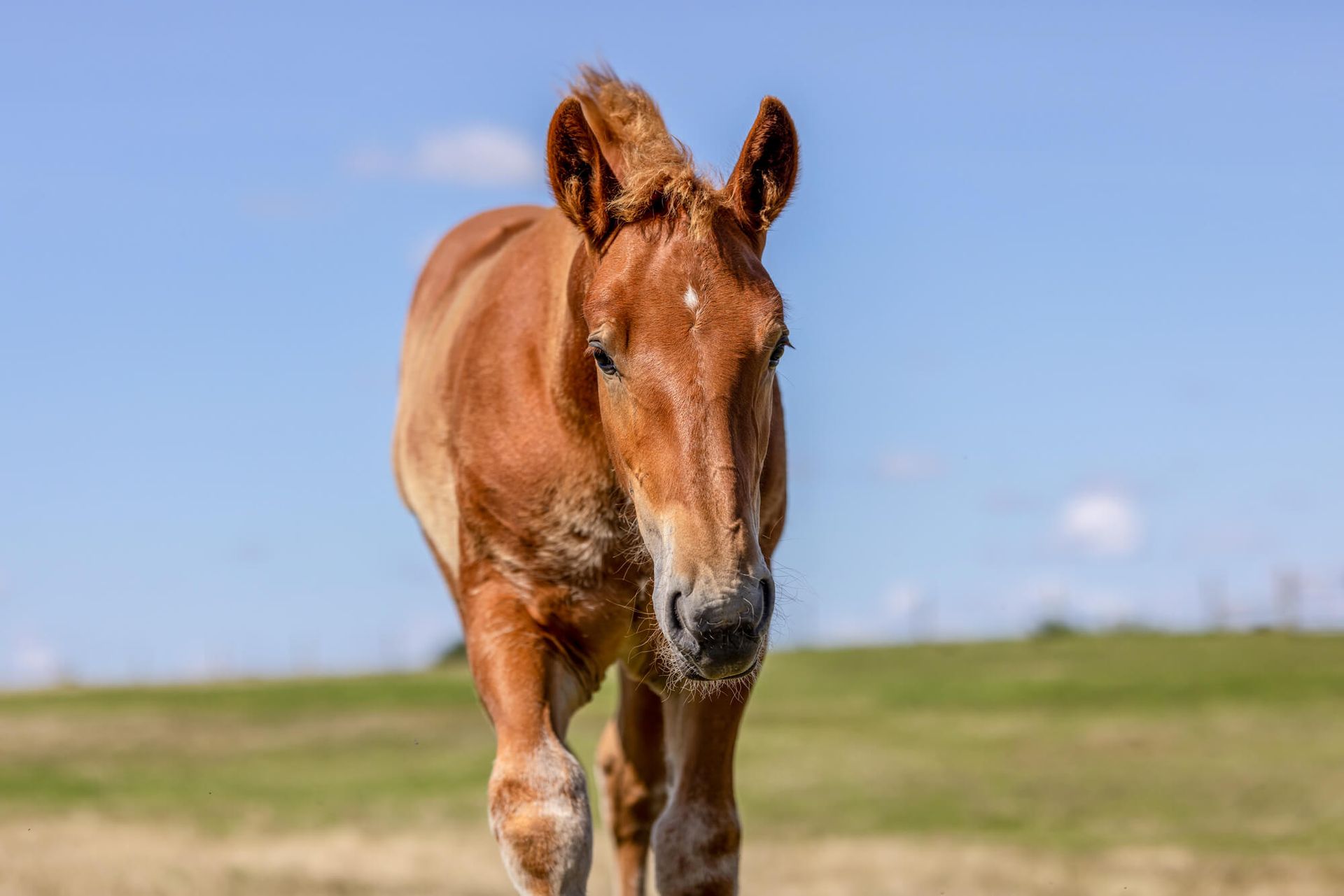 A brown chesnut Suffolk Punch  horse foal standing in a field and looking at the camera .