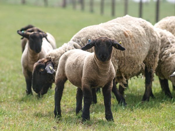 Rare breed Suffolk Sheep with black faces and black legs at the Suffolk Punch Trust