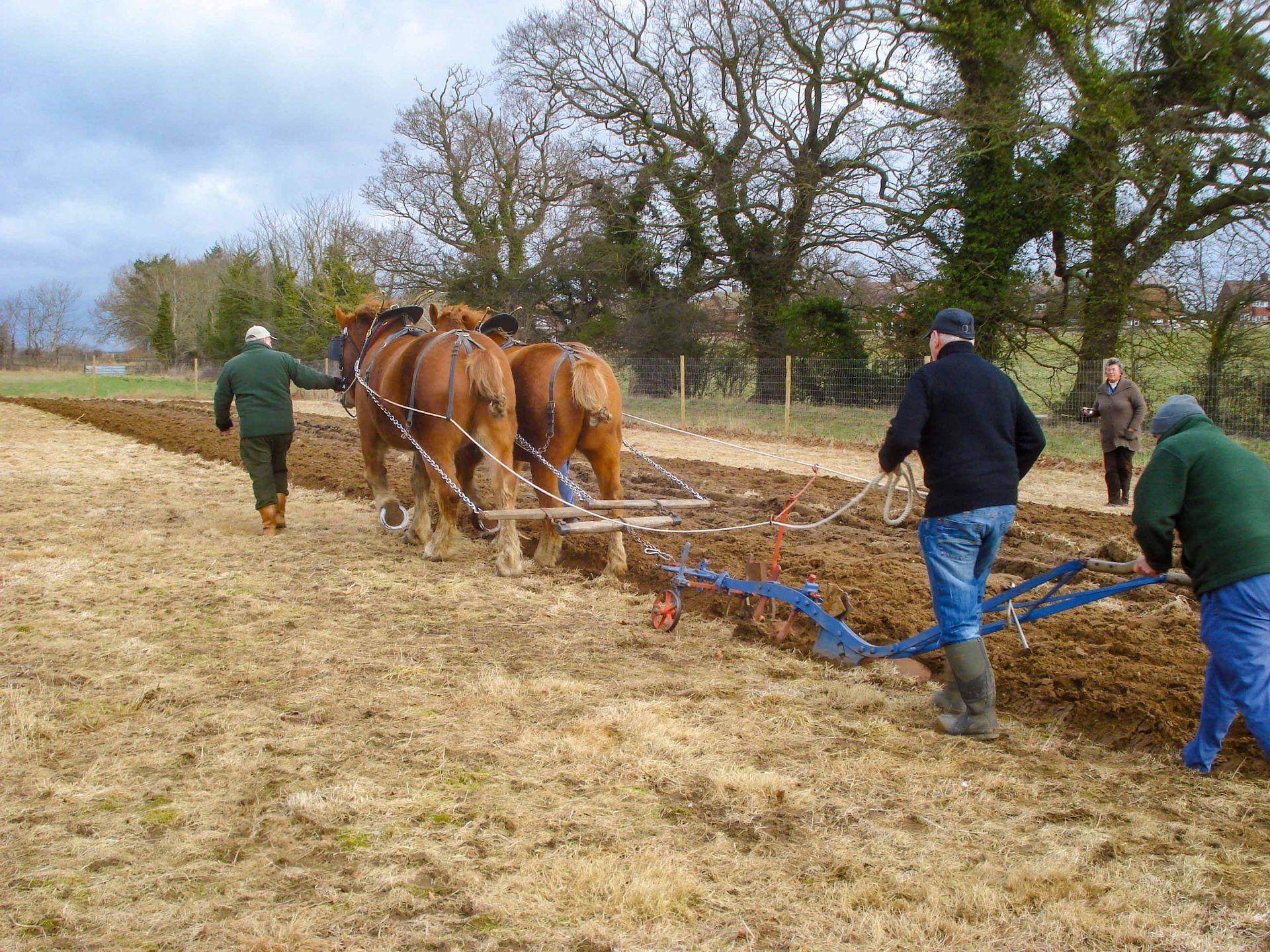 a group of men are plowing a field with Suffolk Punch heavy horses at the Suffolk Punch Trust charity