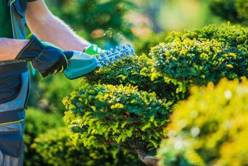 Man Is Trimming A Bush With A Pair Of Scissors — J & G Services in Bungadoo, QLD