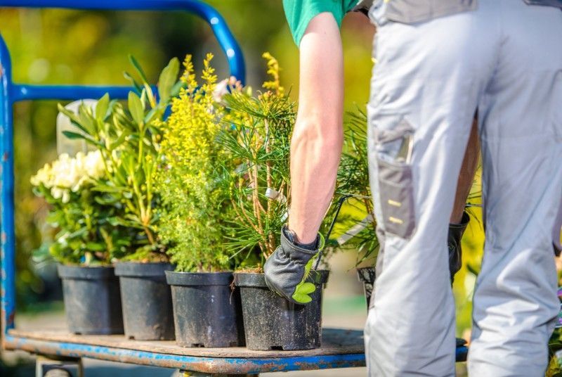 Man Is Carrying Potted Plants On A Cart — J & G Services in Bungadoo, QLD