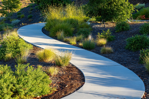 Curving concrete garden path surrounded by green shrubs and mulch in warm sunlight
