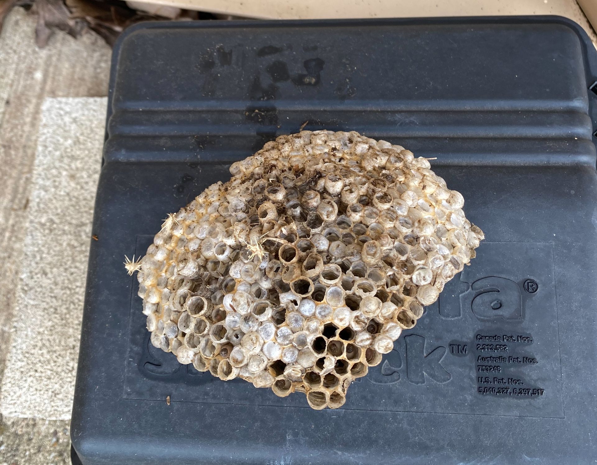 Detached honeycomb with many empty hexagonal cells on a black surface.