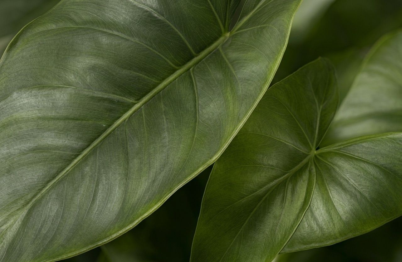 Toxine botulique - Botox / Dysport