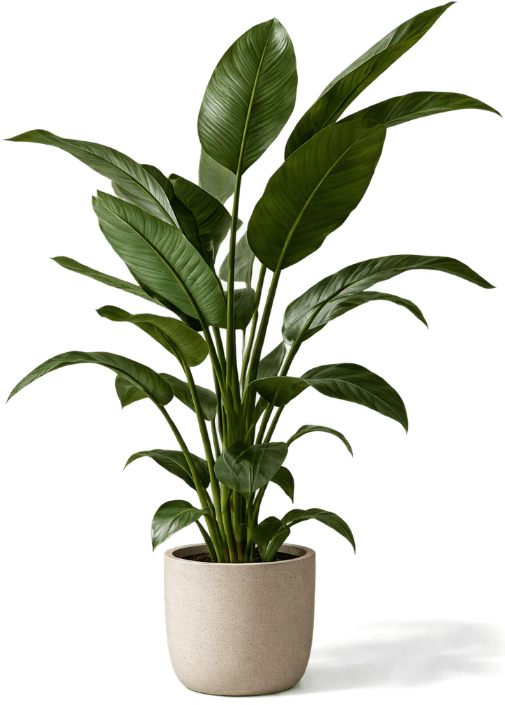 Potted Plant Decor