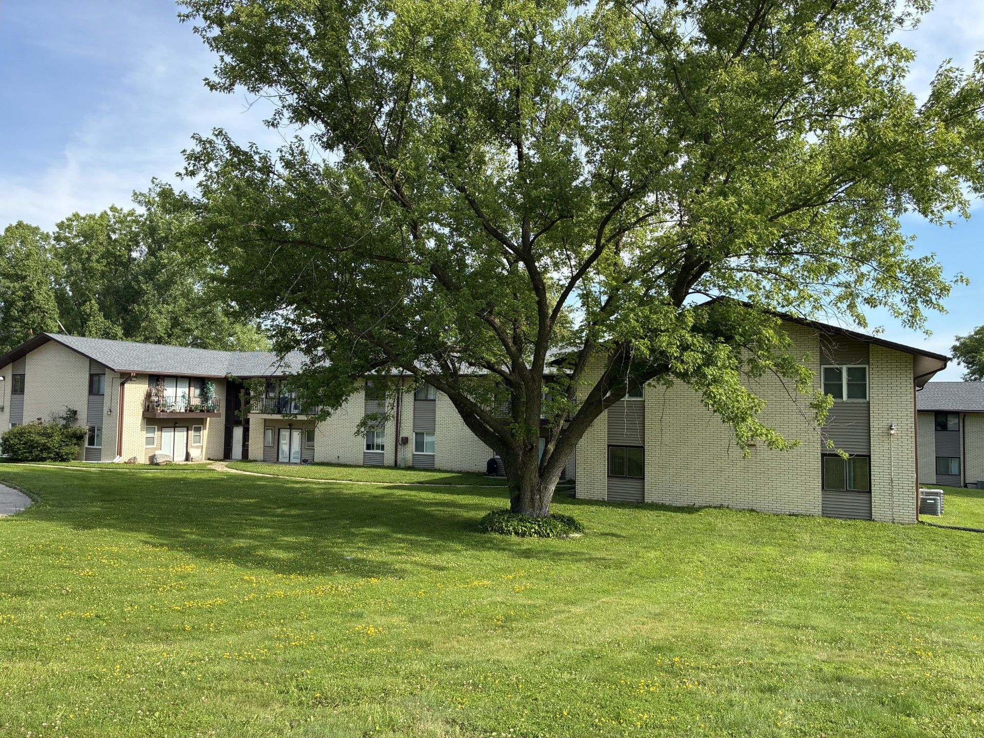Suburban houses with a large leafy tree and grassy lawn on a sunny day