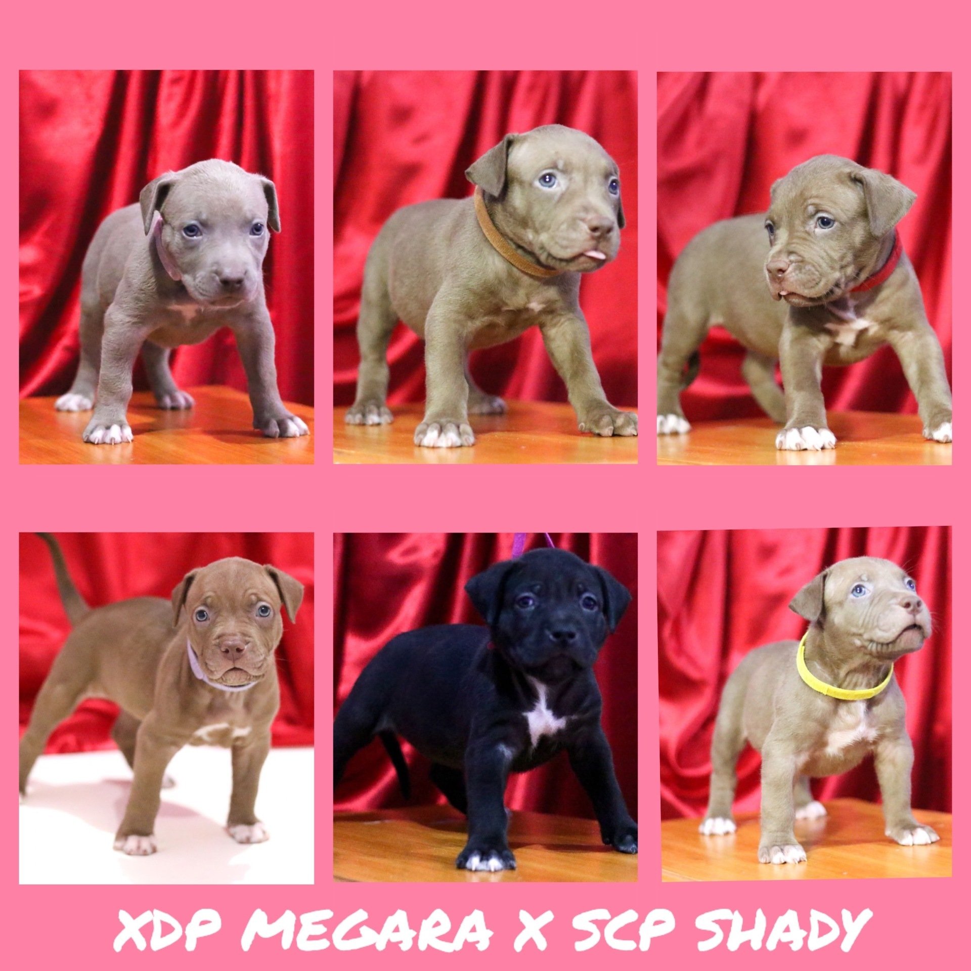Sin City Pits Las Vegas Puppies For Sale Xl Pitbulls