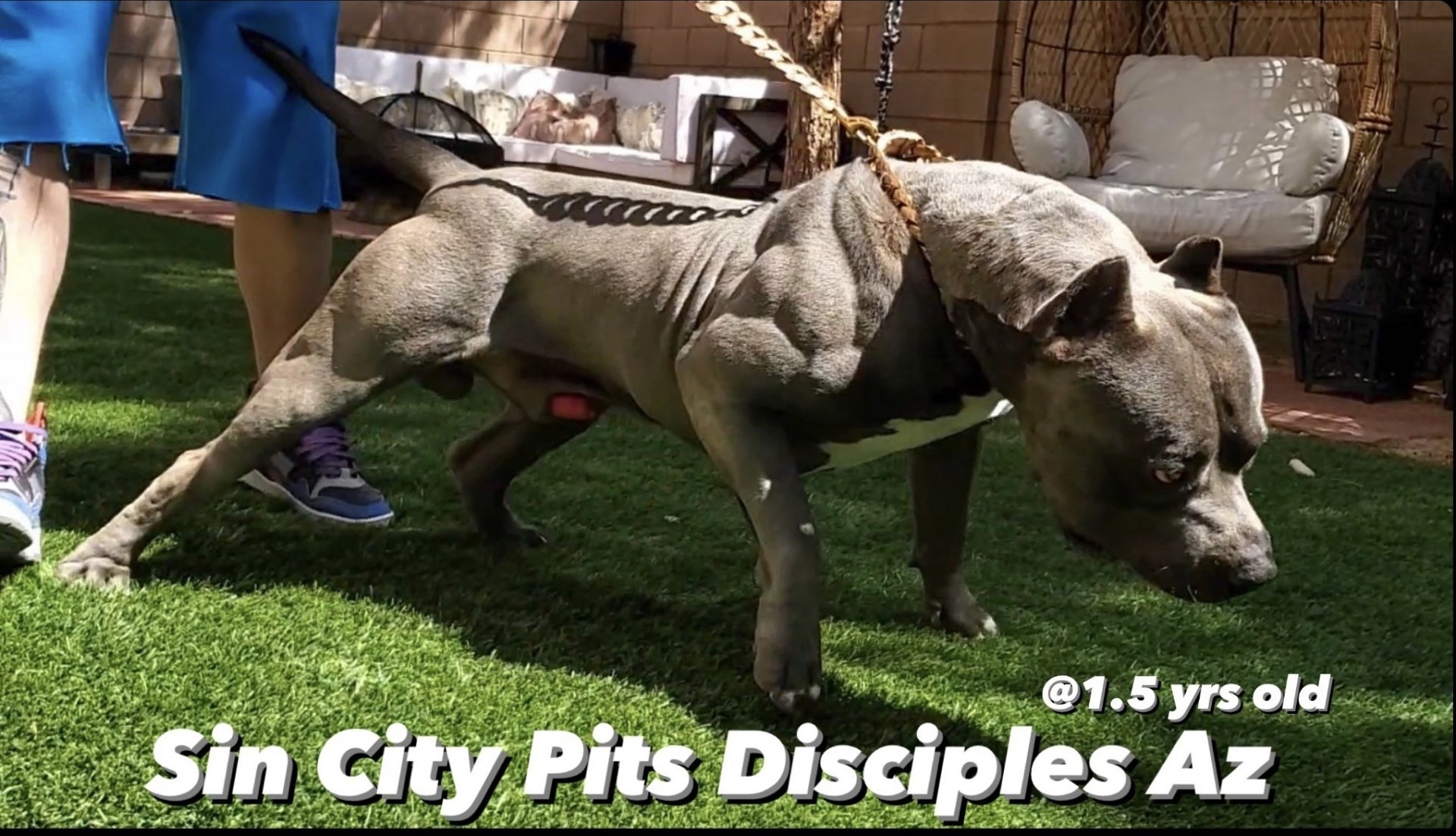 Sin City Pits Las Vegas XL Pitbull Breeders Puppies For Sale